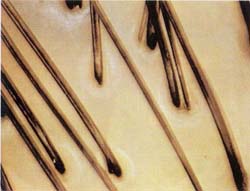 パイドック説明2